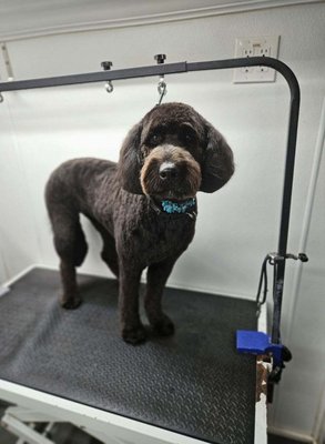 Dog Services - Bath and groom only
Pet haircut
Full grooming
Clean Ear, teeth and nails
Nail trim Dog Services - Bath and groom only
Pet haircut
Full grooming
Clean Ear, teeth and nails
Nail trim