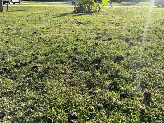 Lawn Aeration - Lawn aeration, provided by Southern Green Outdoors LLC, offers several key benefits that can enhance the health and appearance of your lawn:
1. Improves Soil Health: Aeration helps to alleviate compacted soil, allowing air, water, and nutrients to penetrate the ground more effectively. This results in stronger root systems and healthier grass.
2. Enhances Water Absorption: By creating small holes in the soil, aeration allows water to reach the roots more efficiently, reducing water runoff and promoting deeper root growth.
3. Reduces Thatch Build-Up: Lawn aeration breaks up thatch, the layer of dead grass and debris that can block water and nutrients. This leads to a healthier, more resilient lawn.
4. Boosts Fertilizer Efficiency: Aeration ensures that fertilizers can reach the root zone more effectively, maximizing their impact and promoting lush, green growth.
5. Prepares Lawn for Overseeding: Aeration creates an ideal environment for overseeding, allowing new grass seed to make better contact with the soil and improving germination rates.
6. Improves Lawn Resilience: A well-aerated lawn is better equipped to withstand stress from drought, heat, and heavy foot traffic, making it more durable throughout the seasons.
Southern Green Outdoors LLC ensures a professional and thorough lawn aeration service to keep your lawn thriving year-round. Lawn Aeration - Lawn aeration, provided by Southern Green Outdoors LLC, offers several key benefits that can enhance the health and appearance of your lawn:
1. Improves Soil Health: Aeration helps to alleviate compacted soil, allowing air, water, and nutrients to penetrate the ground more effectively. This results in stronger root systems and healthier grass.
2. Enhances Water Absorption: By creating small holes in the soil, aeration allows water to reach the roots more efficiently, reducing water runoff and promoting deeper root growth.
3. Reduces Thatch Build-Up: Lawn aeration breaks up thatch, the layer of dead grass and debris that can block water and nutrients. This leads to a healthier, more resilient lawn.
4. Boosts Fertilizer Efficiency: Aeration ensures that fertilizers can reach the root zone more effectively, maximizing their impact and promoting lush, green growth.
5. Prepares Lawn for Overseeding: Aeration creates an ideal environment for overseeding, allowing new grass seed to make better contact with the soil and improving germination rates.
6. Improves Lawn Resilience: A well-aerated lawn is better equipped to withstand stress from drought, heat, and heavy foot traffic, making it more durable throughout the seasons.
Southern Green Outdoors LLC ensures a professional and thorough lawn aeration service to keep your lawn thriving year-round.