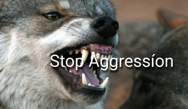 What Is Dog Aggression? - When someone says their dog is aggressive, the first thing that comes to mind is that they have a dog that bites. But aggression can mean a lot of different things. Some canines keep their aggression toned down and never act out more than the occasional growl. Others can attack dogs or even people.
Whatever the signs of aggression your dog displays, the most important thing is to understand what triggers the behavior. There are many different reasons why a dog might be aggressive, and knowing what the underlying cause is will make treatment easier and more efficient. What Is Dog Aggression? - When someone says their dog is aggressive, the first thing that comes to mind is that they have a dog that bites. But aggression can mean a lot of different things. Some canines keep their aggression toned down and never act out more than the occasional growl. Others can attack dogs or even people.
Whatever the signs of aggression your dog displays, the most important thing is to understand what triggers the behavior. There are many different reasons why a dog might be aggressive, and knowing what the underlying cause is will make treatment easier and more efficient.