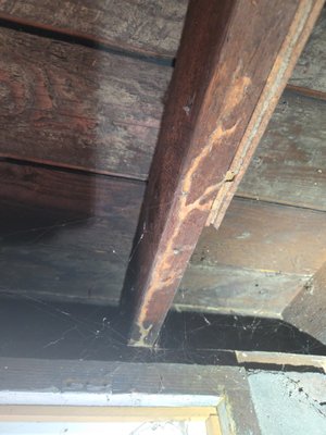 Termite inspection - Simple Subterranean Termite tubing and staining. Termite inspection - Simple Subterranean Termite tubing and staining.