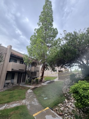 Commerical Property Pine Tree Removal - We successfully completed the removal of a large pine tree that posed a significant hazard to the residence and surrounding property. The tree was showing signs of decay and had branches extending dangerously close to the property, creating potential risks during monsoons. Our team conducted a thorough assessment and executed the removal with precision to ensure the safety of the property. The area was cleared, and all debris was responsibly disposed of, leaving the site safe and secure for the tenants. Commerical Property Pine Tree Removal - We successfully completed the removal of a large pine tree that posed a significant hazard to the residence and surrounding property. The tree was showing signs of decay and had branches extending dangerously close to the property, creating potential risks during monsoons. Our team conducted a thorough assessment and executed the removal with precision to ensure the safety of the property. The area was cleared, and all debris was responsibly disposed of, leaving the site safe and secure for the tenants.