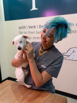 Primary Care for Pets - From physical exams and annual vaccinations, to dental cleanings and allergy management, we are here for you. Did you know that you can help many prevent diseases and conditions your pet may encounter in its life? The foundation of great pet health is wellness and preventive care. We know it is easy to forget when your pet seems happy and healthy, but it is vital to stay on top of their wellness care to keep them that way!