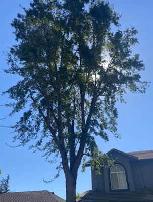 Trimming of trees - Trimmed Two Large Trees Trimming of trees - Trimmed Two Large Trees