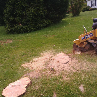 Stump Grinding - Complete Stump Grinding
Do you have unattractive or hazardous tree stumps on your property that you are ready to remove? Removing tree stumps improves safety, adds value to your home or business, and enhances the curb appeal of your property. DB Trees provides expert stump grinding services for residential and commercial properties. Stump Grinding - Complete Stump Grinding
Do you have unattractive or hazardous tree stumps on your property that you are ready to remove? Removing tree stumps improves safety, adds value to your home or business, and enhances the curb appeal of your property. DB Trees provides expert stump grinding services for residential and commercial properties.