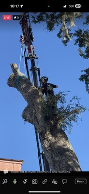 Port orange Oak tree Removal - The crew took the crane and our climber Zach to a few tree in port orange! Have a peek Port orange Oak tree Removal - The crew took the crane and our climber Zach to a few tree in port orange! Have a peek