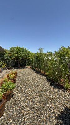 Ficus Privacy Hedge Restoration - A client contacted us after a previous ficus installation began struggling, leaving several plants with significant dieback and an unfinished appearance. We removed and replaced the affected ficus, restored the planting area, and cleaned up the surrounding landscape to bring back a healthy, uniform privacy screen.