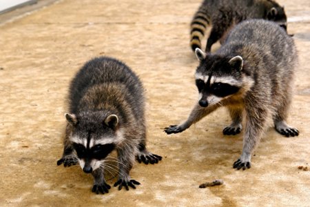 Trash Pandas are Cute but Can Be Dangerous! - Live Animal Trapping Services In Santa Barbara County! So-Cal Pest Control offers a number of live animal trapping services for just about any pest you can find in Santa Barbara County. Trash Pandas are Cute but Can Be Dangerous! - Live Animal Trapping Services In Santa Barbara County! So-Cal Pest Control offers a number of live animal trapping services for just about any pest you can find in Santa Barbara County.