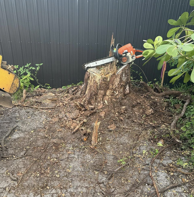 Big Pine Stump Removal - Big Pine Stump Removal-Call today for a quote! Big Pine Stump Removal - Big Pine Stump Removal-Call today for a quote!