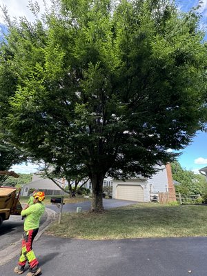 Tree thinning service. - This punning process help the plant get more sunlight. The tree in the pictures had been topped off before and stressed the tree to reproduce more leaves for survival. Topping is a process that is NOT recommended for any tree as it has more negative effects for the trees. Thinning the crown of the tree was necessary, it density was not allowing the sun to reach small flowers under the tree in from the house. With this process, more sunlight and air can pass through. Tree thinning service. - This punning process help the plant get more sunlight. The tree in the pictures had been topped off before and stressed the tree to reproduce more leaves for survival. Topping is a process that is NOT recommended for any tree as it has more negative effects for the trees. Thinning the crown of the tree was necessary, it density was not allowing the sun to reach small flowers under the tree in from the house. With this process, more sunlight and air can pass through.