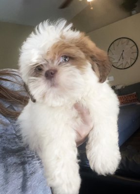 Shihtzu puppies - We have a lovely boy looking for forever home. We are a home raised and work on emotional support. Little Angel is 9 weeks old and ready for his family. Shihtzu puppies - We have a lovely boy looking for forever home. We are a home raised and work on emotional support. Little Angel is 9 weeks old and ready for his family.