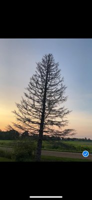 Removal of two trees. - Full removal of two trees and one stump. All wood and brush stayed with the customers. Removal of two trees. - Full removal of two trees and one stump. All wood and brush stayed with the customers.