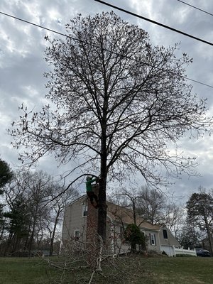 Tree removal-climbing - No space for machines???
No problem!!!
We can climb