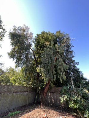 Eucalyptus Removal - Eucalyptus Removal Eucalyptus Removal - Eucalyptus Removal