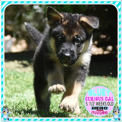 Charming and Hero puppies - Angelic Welcomed her new litter on 4/4/25
8 adorable puppies -- 4 boys and 4 girls sooo sooo Cute
They are going to be big pups
You are welcome to come to the ranch and meet us