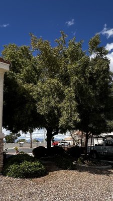 Tree trimming - Tree was overdue for trimming.