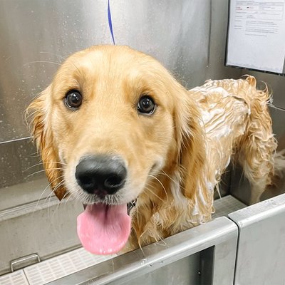 Our Base Package - Basic Hygiene includes the services that every dog needs on a routine basis. In order to keep the price affordable, this package comes with a towel-dry only.