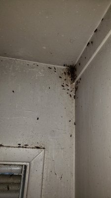 German cockroach infestation. - Apartment with German cockroaches. German cockroach infestation. - Apartment with German cockroaches.