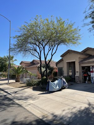 Mesquite tree trim - This was a mesquite tree which was hanging down into the driveway. We trimmed it up and lifted the canopy off the roof as well Mesquite tree trim - This was a mesquite tree which was hanging down into the driveway. We trimmed it up and lifted the canopy off the roof as well