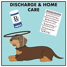 🐾 Sedated Laceration Repair at Urgent Pet Care - When pets experience a dog fight, bite wound, or any traumatic injury, they can develop lacerations that require prompt and careful treatment. At our urgent care clinic, we are equipped to perform sedated laceration repairs to keep your pet comfortable and ensure the wound is cleaned and closed properly.
✨ What Sedated Laceration Repair Involves
• 	Assessment of the injury
We evaluate the depth, location, and severity of the wound, as well as any signs of infection or underlying trauma.
• 	Sedation for comfort and safety
Sedation allows your pet to remain relaxed and pain‑free during the procedure, reducing stress and allowing for a thorough, precise repair.
• 	Wound cleaning and exploration
The area is clipped, cleaned, and flushed to remove debris and bacteria. We examine the wound to identify any deeper tissue involvement.
• 	Suturing or closure
Depending on the type of injury, we may use sutures, staples, or other closure techniques to support proper healing.
• 	Pain control and aftercare

Pets go home with instructions for monitoring the wound, medications for comfort, and guidance on activity restrictions to support healing.

✅ When to Seek Care
Lacerations from dog fights or other trauma should be evaluated as soon as possible—ideally within hours—to reduce the risk of infection and improve healing outcomes.

🐶 We Can Help
Our urgent pet care team can perform sedated laceration repairs on‑site, providing timely treatment to help your pet recover safely and comfortably.
