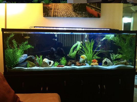 Tank upgrade - Many clients come to me with the same issue. They got a tank think it would look cool sitting in their living room or home entrance but something always seems off to them. This is where the experience and industry knowledge come into play. Using clear cut communication in terms of design and budget, we work something out where the customer always wins, and does it at a friendly price. Clients sometimes waist hundreds of dollars themselves decking the tank out with "nice gear" but it never seems to satisfy that it factor. With knowledge and design skills we have at Safe Waters, we can take your tank to a whole new level. Tank upgrade - Many clients come to me with the same issue. They got a tank think it would look cool sitting in their living room or home entrance but something always seems off to them. This is where the experience and industry knowledge come into play. Using clear cut communication in terms of design and budget, we work something out where the customer always wins, and does it at a friendly price. Clients sometimes waist hundreds of dollars themselves decking the tank out with "nice gear" but it never seems to satisfy that it factor. With knowledge and design skills we have at Safe Waters, we can take your tank to a whole new level.