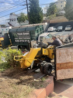 Tree and stump removal - This job was done for a client in the Boyle heights area. The trees were causing damage to the property so we agreed they had to be removed. They were stump grounded in a safe manner. Client was a happy camper. Tree and stump removal - This job was done for a client in the Boyle heights area. The trees were causing damage to the property so we agreed they had to be removed. They were stump grounded in a safe manner. Client was a happy camper.