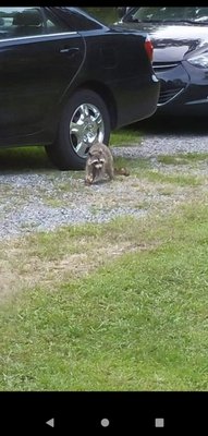 Raccoon Family - we had been called about a possible family of raccoons trying to get into the attic. We saw the mother upon arrival and set out some traps. after a few days we caught the mother and 3 babies. The smallest was found in an old stump near the home. We relocated the whole family to a rehab facility and all have been released Raccoon Family - we had been called about a possible family of raccoons trying to get into the attic. We saw the mother upon arrival and set out some traps. after a few days we caught the mother and 3 babies. The smallest was found in an old stump near the home. We relocated the whole family to a rehab facility and all have been released