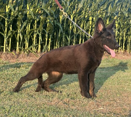 Yara von Französisches Haus - Yara von Französisches Haus 
Born from Y-litter by Plethora x Nikolai ("Thora" & "Nick")
DOB 03-22-25, she is 4.5 months 
Female, Stock Coat
(Melanistic) Dark Bicolor 
$3500

- DM clear by parentage
- Current on monthly preventatives
- Current on vaccines. Completed 4 sets of vaccines from a licensed vet, all recorded in a lifetime records booklet.
- Current on rabies 
- Microchipped with AKC Reunite included with breeder pre-paid enrollment
- AKC registered with pre-paid enrollment

This is a working line breeding. She is confident, strong nerved, and eager. She has a high prey drive. Apparent and natural off switch, strong hunt drive. Natural laid back disposition, alert, moderate energy. She does not exhibit leaky drives or extremes. She is learning crate training well and house training. She is highly attentive to engagement, eager to please, and food motivated. Yara stands to serve as a devoted active family companion with a regular amount of engagement and activity. The foundation is present to build upon her drives for a sound working dog or sports career. 

This puppy is ready for pick up or to leave on transport at any time. You are welcome to visit us and pick up your puppy in person. You are also welcome to arrange your pets' transportation with a party of your choosing. Where these are not options, we gladly offer to arrange transportation by ground or by air.

Parents:
"Nick"  Nikolai von Französisches Haus is OFA prelim HD Fair/ ED Normal. Stock coated, long coat carrier. Recessive black, solid black. GenSol; DM clear. Spondy free. Negative for TV, DJD and all tested traits. Last weighed at 74 Ibs. He is still maturing.

Nick Health Testing
Preliminary Elbow Dysplasia Evaluation Report, OFA DOR 10/10/2024, app. #2582706. Negative for elbow dysplasia, Left & Right. No findings of DJD, UAP, FCP or Osteochondrosis.

Preliminary Hip Dysplasia Evaluation Report, OFA. DOR 10/10/2024, app. #2582706. No radiographic evidence of hip dysplasia is present. The consensus evaluation is: FAIR. No findings of subluxation, remodeling of femoral head/neck, osteoarthritis/ DJD, shallow acetabula, acetabular rim/ edge change, TV, spondy, or pano. OFA permanent identification & verification completed (PI) (VPI).

Nikolai is a working line dog. Sporty, athletic and moderately driven. Protective of his property and alerts to his surroundings. His natural disposition is socially neutral, mild mannered and not handler aggressive. He can be satisfied with moderate activity, daily down time, and a good chew toy. He has a solid and apparent off switch. He wants to figure it out and enjoys pleasing his handler.

https://www.pedigreedatabase.com/breeding.result?father=2930901&mother=2987925

"Thora" Plethora Von Französisches Haus is OFA HD Excellent/ ED Normal, Pennhip .36/.37, Embark DM clear/ clear for all. Negative for TV, DJD, spondy. She is sable over tan point (aw/at) and has a long coat. She last weighed 77.6lbs.

Thora is a Czech working line dog. She is a loving dog, capable of close family companionship and affection. She has a clear and apparent off switch. She can comfortably recluse without stimuli. She is a calm rider and enjoys road trips. But, that goes without saying, she is a workhorse of a dog. Relentless hunt drive, abundant life long energy, extreme eagerness to perform, high prey drive, high ball drive, high food drive, strong fight drive, powerful deep grips, and strong possession. She is trusting and confident, a deep thinker and highly intelligent mentality. Not overly vocal, but vocal when there's a clear point to be. Loud and serious bark. She has never been a mindless chewer. However, when the moment presents to bite she holds nothing back. Thora is an early bloomer, and from a litter of strong dogs. She began working early in life and longs for the push. High pain threshold, no noise aversion. This is a confident and robust female who throws herself into her work. She offers power, size and aggression behind a live forceful bite. Thora can be a serious dog. She will work in a team or alone. She is excited to be put in action more than anything, the reward of engagement, the ball, and or the exercise is fuel to her fire. She is a large, muscular, and intelligent dog. She is loyal, courageous, and highly biddable. Thora loves her handler and family, even affection and to be groomed. Despite her very strong drives she is not handler aggressive, she is not dog aggressive (male or female), and she is not small breed aggressive. Despite her hardy working drives, she also sports a flawless and smooth gait. She moves effortlessly and with grace in her trot. Plethoras last recorded weight was 77.6lbs

Thora's pedigree, OFA & Embark links:
https://www.pedigreedatabase.com/german_shepherd_dog/dog.html?id=3023463-plethora-vom-fox?_v=20220519211839

https://ofa.org/advanced-search/?appnum=2199890

http://embk.me/plethoravomfox?utm_campaign=cns_ref_dog_pub_profile&utm_medium=other&utm_source=embark