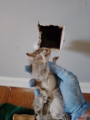 Rodent Removal and Exclusion - Rodents can cause critical damage to your home and be noisy and unhygienic housemates. Call Trapstar today to schedule your comprehensive rodent inspection! Rodent Removal and Exclusion - Rodents can cause critical damage to your home and be noisy and unhygienic housemates. Call Trapstar today to schedule your comprehensive rodent inspection!