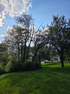 Cherry Tree Removal - 🌳 Another Happy Customer! 🌳

A customer was worried that removing their dying cherry tree—growing into an adjacent apple tree—would cause damage. We carefully removed the cherry tree without harming the apple tree, and the customer was thrilled with the results!

✅ In & out in just a few hours
✅ Yard left spotless
✅ No damage to surrounding trees

Big or small, we take them all!
If you need tree removal, trimming, or stump grinding—call us today for a free estimate!

📞 570-251-1263
G Adams Tree Service LLC
Fully Licensed & Insured