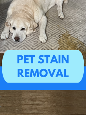PET STAIN REMOVAL - At SoCal Carpet Care, we understand that accidents happen! That’s why we’ve developed our proven cleaning methods to keep your home clean and fresh by completely removing lingering stains and odors from pets.

Our comprehensive pet stain and odor removal services are designed for pet owners who want to maintain a healthy and clean living environment.

Using state-of-the-art equipment and eco-friendly cleaning solutions, we clean deeply into the fibers of your carpet or upholstery. We only use methods and products that are safe for you, your family, and your pets, ensuring peace of mind while we work.