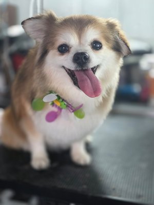 Hera, my sweet calm Pom Pom - this Is Hera, she us a senior pomeranian that enjoys just relaxing and letting me do all the work without having to do anything at all.. well.  she deserves to just relax, lay back (litetally) and enjoy. She has had a beautiful long life full of joy and made her parents cery happy for many many years, now ut's her turn to enjoy her life.  I love Hera so much, she will give me all the kisses..  my job is amazing