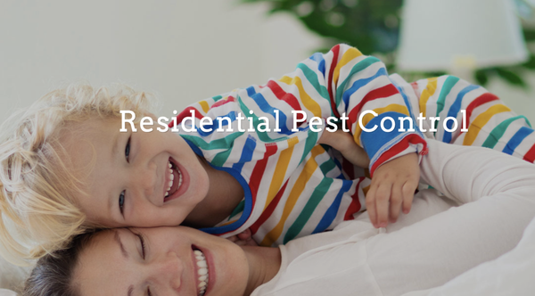 Residential Pest Control - It's no surprise that your home is susceptible to bug infestations. With tons of small cracks and crevices, your home attracts many different types of nesting insects. 2 Nice Guys Termite & Pest Control in Chesterfield, Imperial, St. Charles & St. Louis, MO areas can treat and control your bug problem. We offer seasonal mosquito, spider and ant control services to prevent bugs from taking up residence in your home.
We offer routine pest control to prevent bugs from infesting your home. Contact us in Chesterfield, Imperial, St. Charles & St. Louis, MO areas to learn more about our eco-friendly and kid-safe lawn sprays and bed bug treatment services. Residential Pest Control - It's no surprise that your home is susceptible to bug infestations. With tons of small cracks and crevices, your home attracts many different types of nesting insects. 2 Nice Guys Termite & Pest Control in Chesterfield, Imperial, St. Charles & St. Louis, MO areas can treat and control your bug problem. We offer seasonal mosquito, spider and ant control services to prevent bugs from taking up residence in your home.
We offer routine pest control to prevent bugs from infesting your home. Contact us in Chesterfield, Imperial, St. Charles & St. Louis, MO areas to learn more about our eco-friendly and kid-safe lawn sprays and bed bug treatment services.