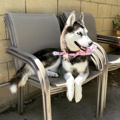 Deshedding deep cleaning bath - Some photos to show what a deep clean or deshedding treatment can do for your pet!  Full brushing and blow dry, with shampoo and conditioner to loosen up coat, finished with an omega 3 fatty acid treatment to soothe and soften coat to a nice shine.