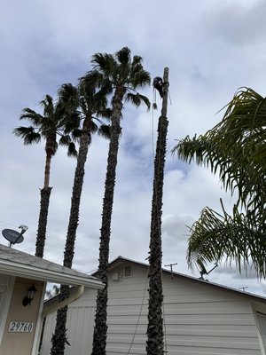 2023 Sun City Tree Removal #1 - 4 Palm Removal 
Cut to Ground Level 
Wood Haul 
Chipping