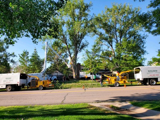 Cottonwood Removals - Cottonwood Removals in Littleton and Crane Removal in Lakewood