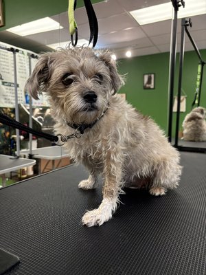 Some of the shops before and after grooms! - Here are some of my personal grooms as the owner! Some of the shops before and after grooms! - Here are some of my personal grooms as the owner!