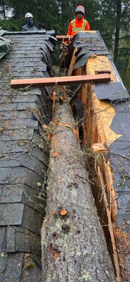 Storm cleanup - Removal of Douglas fir tree from the home after a windstorm and billing the insurance company directly.