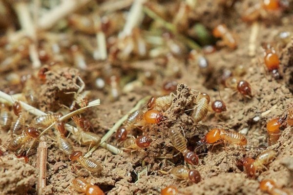 Termite Control - Termites have been the leading cause of home damage in Texas for decades. Termites live deep underground and emerge to the surface to consume wood. They are drawn to manufactured wood like fences, decks, sheds, and most importantly, the wooden frame of your home.
The best way to protect your most valuable possession is through proactive prevention. Barefoot offers two different ways to protect your home against these invaders while minimizing our eco footprint.
Termite Prevention Service
The more economical option, the Termite Prevention Service is common for homes built within the last ten years and ones that have never had evidence of termite activity. This entails bi-annual treatment applications carefully around all likely termite feeding areas, including all wood to soil contact and other sensitive areas of the home. A thorough inspection is performed every six months in addition to the treatment applications. Should any termites or other wood destroying organisms appear on the property while on the termite prevention service, Barefoot will return at no cost and eradicate termites from the area.
Termite Bait Stations
This service is common for homes older than 5 years, as well as ones with either previous or current termites. It is the most comprehensive of the approaches to preventing termites, and the most gentle to the environment. Subterranean bait stations contain treated wood that termites consume and deliver back to the colony. This eradicates termites completely and safeguards structures while the bait stations remain filled and monitored. Absolutely No chemical spraying is needed, and only termites are affected by this treatment
Speak to one of our termite experts about what will suit your home’s needs the best.
**Formosan Termites are not included in our service agreement. Termite Control - Termites have been the leading cause of home damage in Texas for decades. Termites live deep underground and emerge to the surface to consume wood. They are drawn to manufactured wood like fences, decks, sheds, and most importantly, the wooden frame of your home.
The best way to protect your most valuable possession is through proactive prevention. Barefoot offers two different ways to protect your home against these invaders while minimizing our eco footprint.
Termite Prevention Service
The more economical option, the Termite Prevention Service is common for homes built within the last ten years and ones that have never had evidence of termite activity. This entails bi-annual treatment applications carefully around all likely termite feeding areas, including all wood to soil contact and other sensitive areas of the home. A thorough inspection is performed every six months in addition to the treatment applications. Should any termites or other wood destroying organisms appear on the property while on the termite prevention service, Barefoot will return at no cost and eradicate termites from the area.
Termite Bait Stations
This service is common for homes older than 5 years, as well as ones with either previous or current termites. It is the most comprehensive of the approaches to preventing termites, and the most gentle to the environment. Subterranean bait stations contain treated wood that termites consume and deliver back to the colony. This eradicates termites completely and safeguards structures while the bait stations remain filled and monitored. Absolutely No chemical spraying is needed, and only termites are affected by this treatment
Speak to one of our termite experts about what will suit your home’s needs the best.
**Formosan Termites are not included in our service agreement.