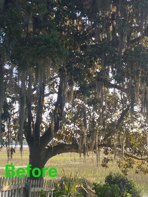 Harbor View - Large magnolia tree we lifted to give the homeowner his beautiful view of the Riverdogs fireworks for the family to enjoy. Harbor View - Large magnolia tree we lifted to give the homeowner his beautiful view of the Riverdogs fireworks for the family to enjoy.