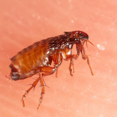 Flea Control - At Simple Pest, we customize every flea control plan to fit your property, your family, and the way you live. Fleas are more than just a nuisance. They reproduce rapidly, bite humans and pets, and can transmit disease if left untreated. In California, the Cat Flea is by far the most common species encountered, though Dog Fleas and Human Fleas are also found throughout the region. Our proactive, thorough approach targets fleas at every life cycle stage, giving homeowners and businesses the peace of mind they deserve.
We offer both eco-friendly organic and synthetic treatment options, so you can choose the solution that aligns with your values and your needs. Every service is built around our Tri-Zone™ Defense, a three-layer protective strategy that works from the outside in. We start at your fence line, move through your yard, and finish at the foundation of your property, treating harborage areas, entry points, and activity zones at every level to eliminate fleas inside and out.
At Simple Pest, we stand behind every service with our pest free guarantee. If fleas return between visits, we come back and continue working until the problem is fully resolved. That is the Simple Standard and the commitment we make to every customer we serve. Flea Control - At Simple Pest, we customize every flea control plan to fit your property, your family, and the way you live. Fleas are more than just a nuisance. They reproduce rapidly, bite humans and pets, and can transmit disease if left untreated. In California, the Cat Flea is by far the most common species encountered, though Dog Fleas and Human Fleas are also found throughout the region. Our proactive, thorough approach targets fleas at every life cycle stage, giving homeowners and businesses the peace of mind they deserve.
We offer both eco-friendly organic and synthetic treatment options, so you can choose the solution that aligns with your values and your needs. Every service is built around our Tri-Zone™ Defense, a three-layer protective strategy that works from the outside in. We start at your fence line, move through your yard, and finish at the foundation of your property, treating harborage areas, entry points, and activity zones at every level to eliminate fleas inside and out.
At Simple Pest, we stand behind every service with our pest free guarantee. If fleas return between visits, we come back and continue working until the problem is fully resolved. That is the Simple Standard and the commitment we make to every customer we serve.
