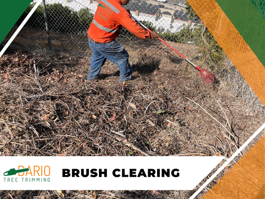 Brush Clearing Services in Sylmar, CA - Dario Tree Trimming offers specialized brush clearing, hillside clean-up, and lot maintenance services to suit diverse landscapes and requirements. From dense woodlands to steep hillsides and overgrown lots, our team is dedicated to enhancing the look and safety of your outdoor spaces. No matter your goal, we focus on transforming your property into a well-maintained and visually inviting area that meets your unique needs. Give us a call today! Brush Clearing Services in Sylmar, CA - Dario Tree Trimming offers specialized brush clearing, hillside clean-up, and lot maintenance services to suit diverse landscapes and requirements. From dense woodlands to steep hillsides and overgrown lots, our team is dedicated to enhancing the look and safety of your outdoor spaces. No matter your goal, we focus on transforming your property into a well-maintained and visually inviting area that meets your unique needs. Give us a call today!