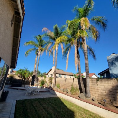Palm trimming - And here is the before-and-after result. The client was very pleased.