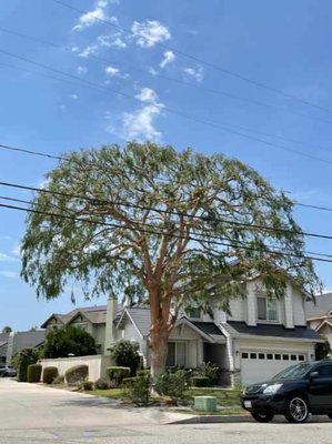 Tree Trimming - Looking to keep your yard safe and beautiful? Professional tree trimming, Safe tree removal, Cleanup & hauling. Tree Trimming - Looking to keep your yard safe and beautiful? Professional tree trimming, Safe tree removal, Cleanup & hauling.