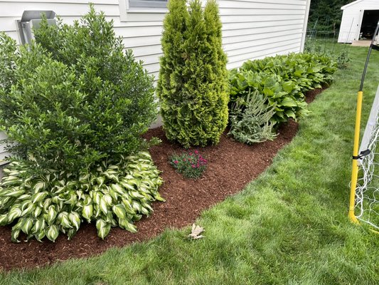 Mulching Project #1 2026 - This mulching was done to revamp the look of the exterior of this house and add a layer of weed protection. The darker brown color makes for a natural contrast to the surrounding plants and shrubs!