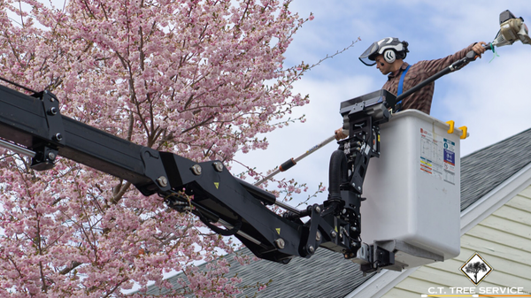 Tree Pruning/Trimming - Your trees need regular tree pruning to keep them growing healthily. C.T. Tree Service LLC can provide the tree pruning services you need so you do not have to stress. We also offer spring and winter maintenance programs.