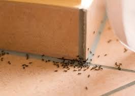 Ant Control - At LCPC our first priority is the health and safety of your family and pets. That’s why all of our technicians are state licensed and continually educated on how to properly identify and treat for pests using the safest and most up to date products and techniques to eliminate whatever is bugging you. Ant Control - At LCPC our first priority is the health and safety of your family and pets. That’s why all of our technicians are state licensed and continually educated on how to properly identify and treat for pests using the safest and most up to date products and techniques to eliminate whatever is bugging you.