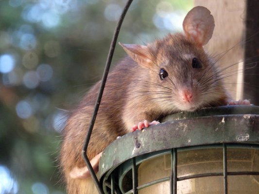 Rodent Control - Rodents are a major issue for a lot of homeowners. Not only do mice and rats contaminate food and cause structural damage to your home, they can spread pathogens that cause disease.
Changes in temperatures cause mice and rats to try and find refuge in your attic or crawl spaces. And since Texas weather likes to change on a dime, Rodent Control is a great option.
How Rodent Control Works
Your technician will conduct a thorough inspection to determine where and how rodents are entering your home. Once we find out, we can create a treatment plan. Depending on the severity of the rodent presence, treatment could include minor exclusion work, rodenticides, tamper-resistant bait stations, and slap/sticky traps for indoors (Attics and crawl spaces). If the exclusion work is beyond our capabilities, we’ll let you know before we start.
Contact us ASAP if you have a current rodent infestation. Rats are extremely smart, and it can take 2 weeks before they’ll start to go near the traps or bait stations. Rodent Control - Rodents are a major issue for a lot of homeowners. Not only do mice and rats contaminate food and cause structural damage to your home, they can spread pathogens that cause disease.
Changes in temperatures cause mice and rats to try and find refuge in your attic or crawl spaces. And since Texas weather likes to change on a dime, Rodent Control is a great option.
How Rodent Control Works
Your technician will conduct a thorough inspection to determine where and how rodents are entering your home. Once we find out, we can create a treatment plan. Depending on the severity of the rodent presence, treatment could include minor exclusion work, rodenticides, tamper-resistant bait stations, and slap/sticky traps for indoors (Attics and crawl spaces). If the exclusion work is beyond our capabilities, we’ll let you know before we start.
Contact us ASAP if you have a current rodent infestation. Rats are extremely smart, and it can take 2 weeks before they’ll start to go near the traps or bait stations.