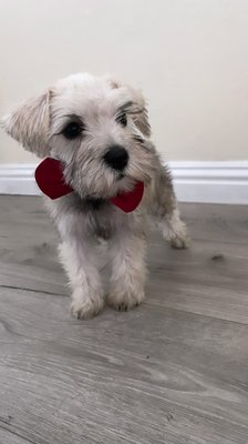 Puppy Schnauzer - Beautiful 8 weeks old, 5lbs Shnauzer puppy Jino came in today for his first spa experience. Big transformation between before and after service (as shower in pictures). The customer was extremely satisfied as we were able to achieve the exact same style he asked for by providing a picture from the Internet. Puppy Schnauzer - Beautiful 8 weeks old, 5lbs Shnauzer puppy Jino came in today for his first spa experience. Big transformation between before and after service (as shower in pictures). The customer was extremely satisfied as we were able to achieve the exact same style he asked for by providing a picture from the Internet.