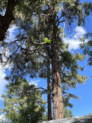 Tree Trimming & Removal - We recently completed a tree maintenance project trimming and removing large pine trees in a local residence. Using the best equipment and safety protocols, our team removed hazardous branches and cleared the area, improving both safety and visibility. The result is a revitalized outdoor space, ready for residents to enjoy with peace of mind.