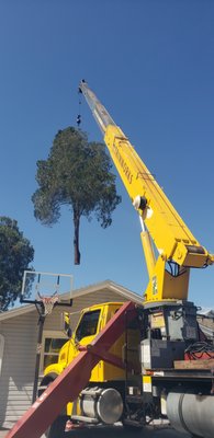 Tree Removal - Crane-Assisted Tree Removal in Largo, Florida
At Trimworks Tree Service, safety and precision are always our top priorities. This recent crane-assisted tree removal project in Largo, Florida highlights how the right equipment and experienced operators can safely remove large trees in tight residential spaces.
Using our crane service allows us to carefully lift large sections of a tree over homes, driveways, and landscaping with minimal impact to the property. In situations where traditional climbing and rigging could risk damage, crane removals provide a safer and more efficient solution.
Our ISA Certified Arborists evaluate every project to determine the safest removal method for the property and surrounding structures. Whether you need hazardous tree removal, storm damage cleanup, or large tree trimming, Trimworks Tree Service has the experience and equipment to get the job done right.
Serving Largo, Clearwater, Seminole, St. Petersburg, and surrounding Pinellas County communities. Tree Removal - Crane-Assisted Tree Removal in Largo, Florida
At Trimworks Tree Service, safety and precision are always our top priorities. This recent crane-assisted tree removal project in Largo, Florida highlights how the right equipment and experienced operators can safely remove large trees in tight residential spaces.
Using our crane service allows us to carefully lift large sections of a tree over homes, driveways, and landscaping with minimal impact to the property. In situations where traditional climbing and rigging could risk damage, crane removals provide a safer and more efficient solution.
Our ISA Certified Arborists evaluate every project to determine the safest removal method for the property and surrounding structures. Whether you need hazardous tree removal, storm damage cleanup, or large tree trimming, Trimworks Tree Service has the experience and equipment to get the job done right.
Serving Largo, Clearwater, Seminole, St. Petersburg, and surrounding Pinellas County communities.